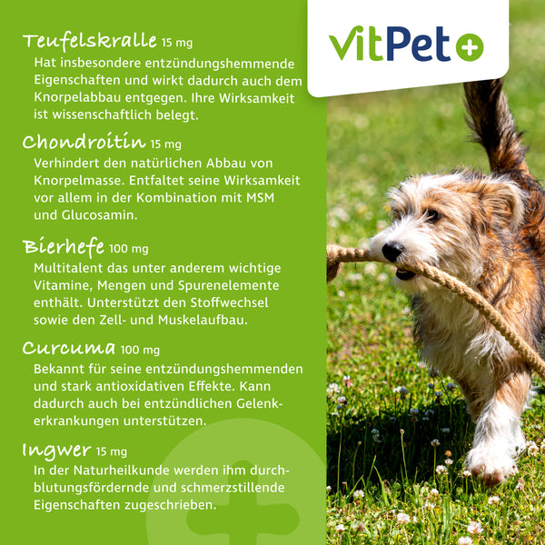 GelenkVit für Hunde – Gelenktabletten mit Grünlippmuschel – 100 Tabletten